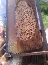 Mật ong sú vẹt Xuân Thủy
