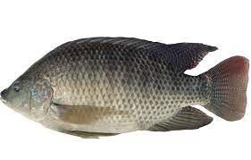 Cá rô phi sông Đà FILLEF