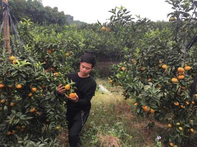 Cam Hương Nhượng - Hòa Bình