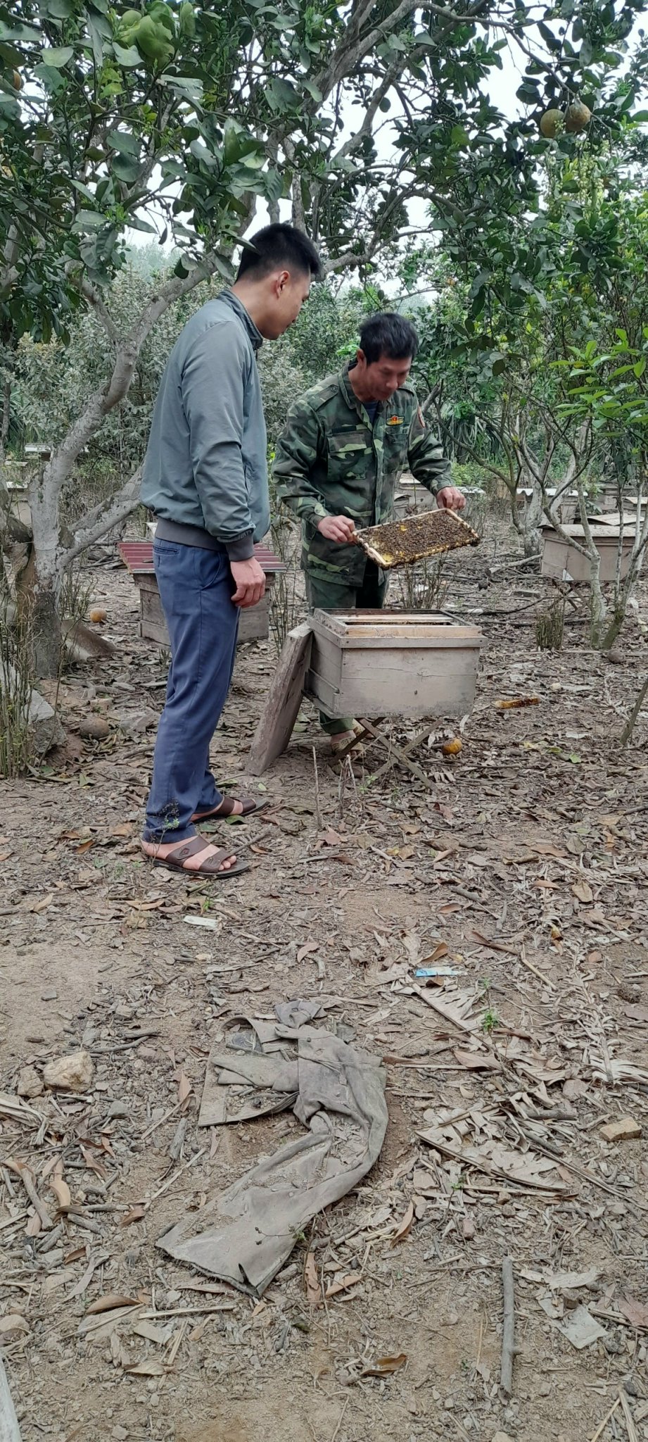 Mật ong hoa rừng Đá Rỗng