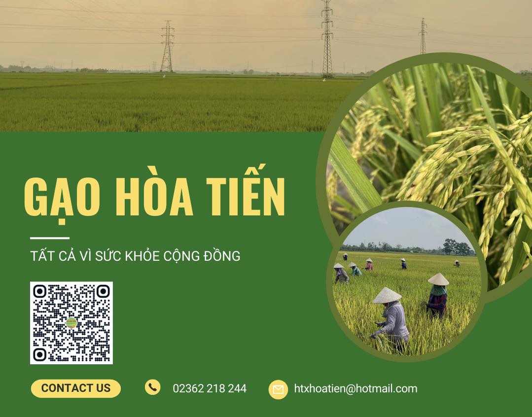 Gạo Hòa Tiến