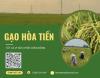 Gạo Hòa Tiến