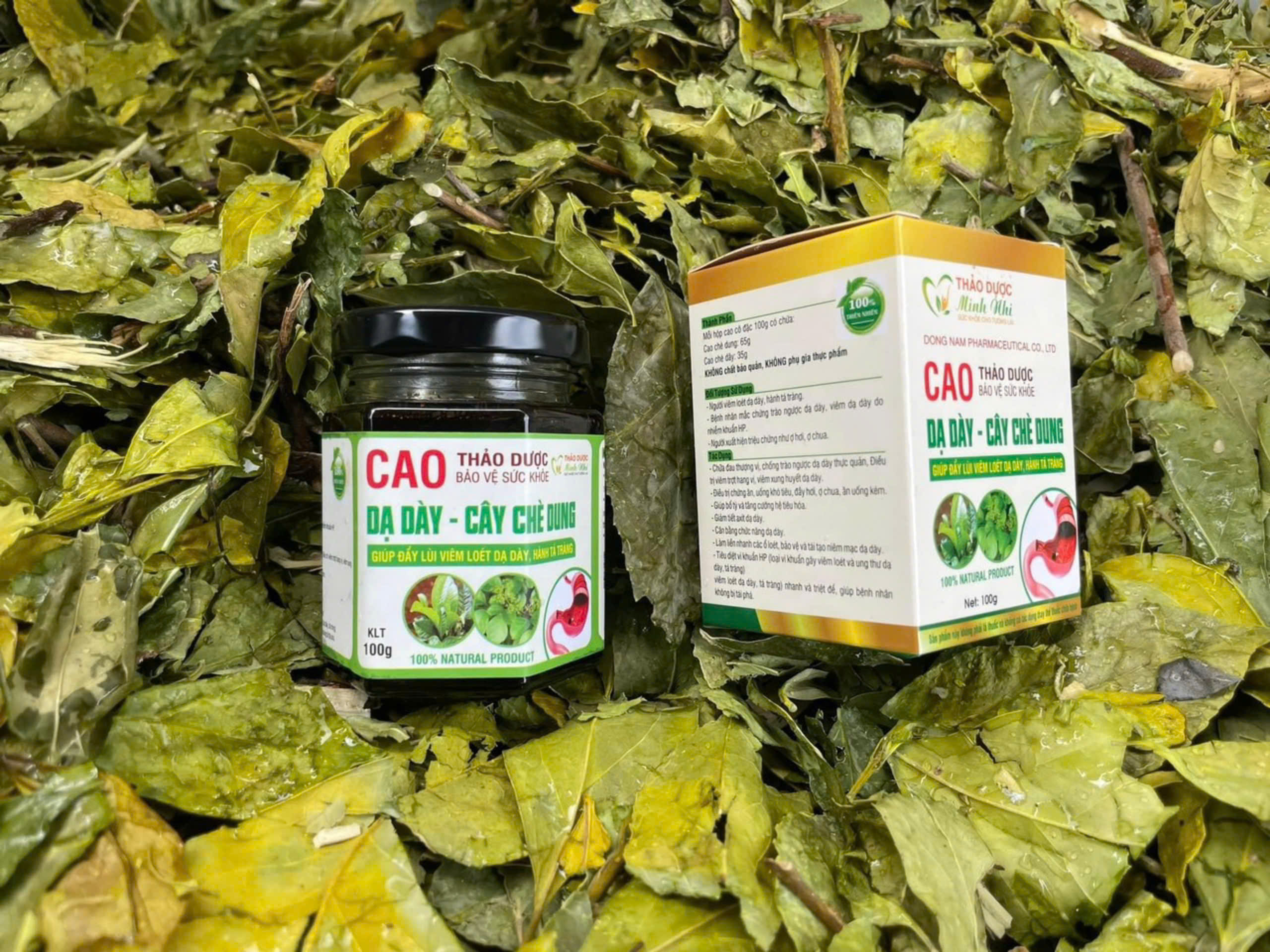 Cao dạ dày - cây chè dung Minh Nhi