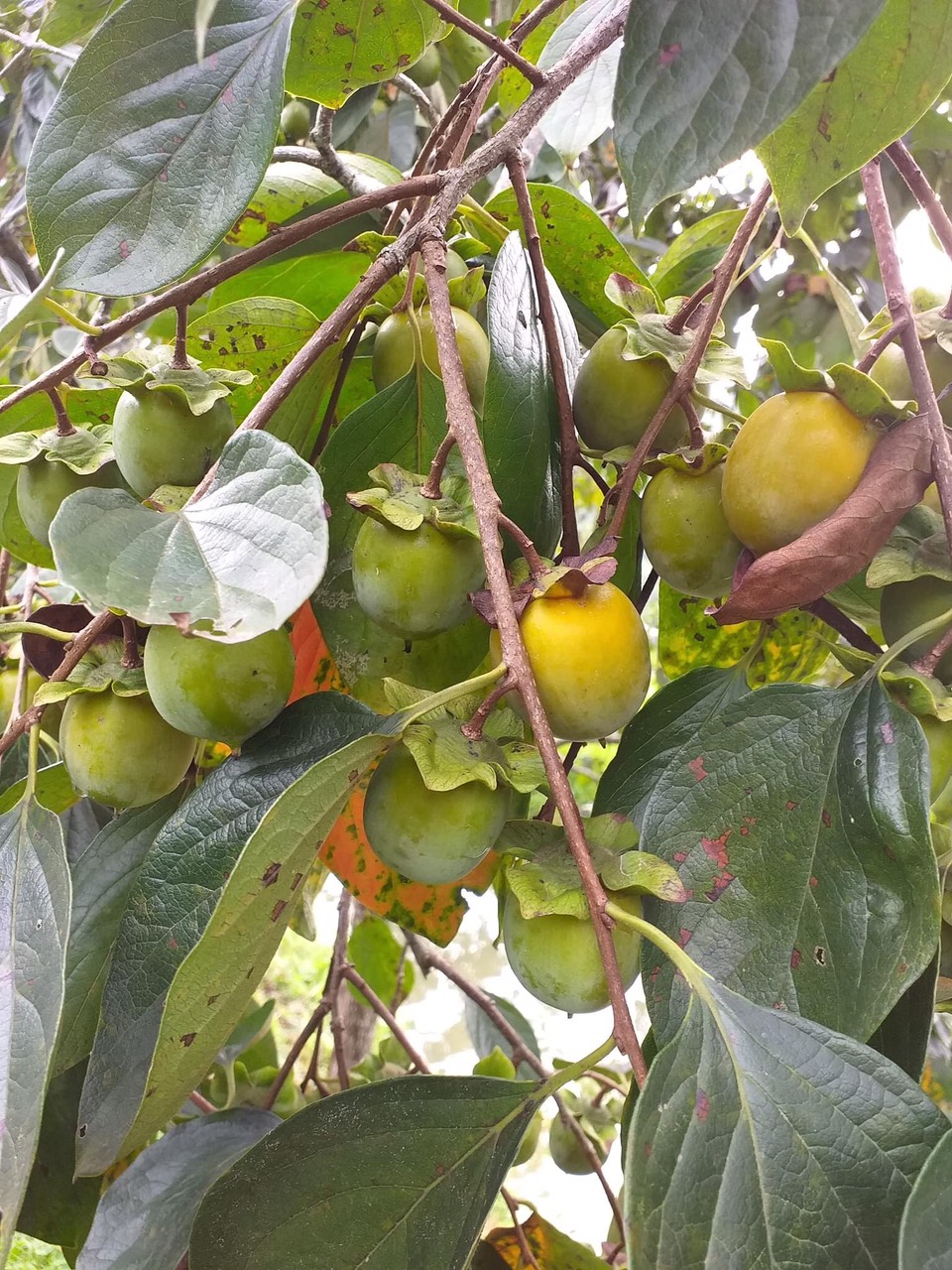 Hồng ngâm không hạt Trung Trực