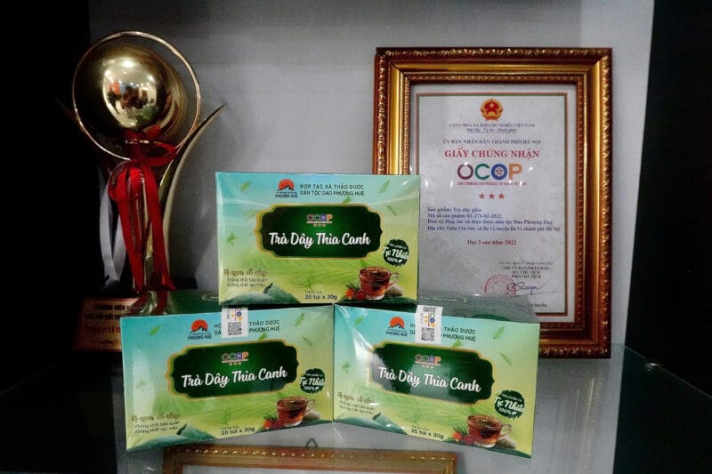 Trà dây thìa canh