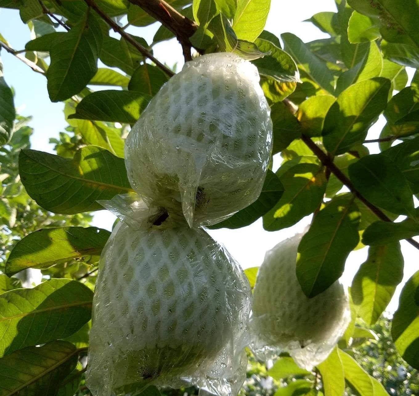 Ổi Lê Phùng Lập (Ba Vì)