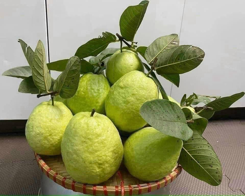 Ổi Lê Phùng Lập (Ba Vì)