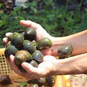 Ốc nhồi ống lam (OCOP 3 sao) (gói 500g)